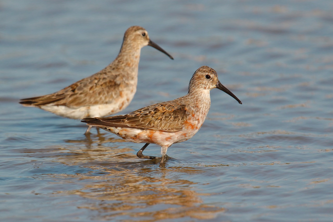 Sicily early August 2023 &hellip; and the migratory waders and  - Bild 2